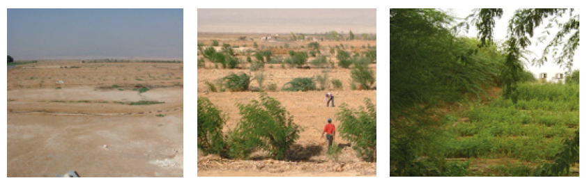 The Jordan Valley Permaculture Pilot Project, before and after pictures of when the project began, six months later, and three years later (2003(