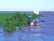 Red Cross volunteers monitor the growth of mangroves in Vietnam to reduce the effects of typhoons and large waves