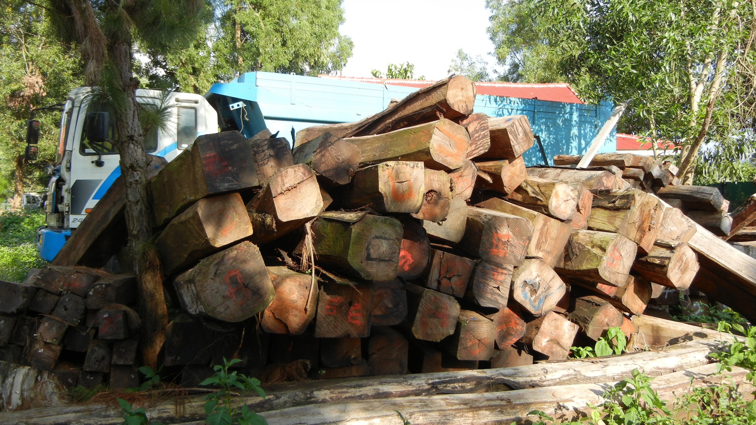 Confiscated rosewood at the Forest Administration office in Senmonoron, Mondulkiri. Credit: Patricia Foster-Turley